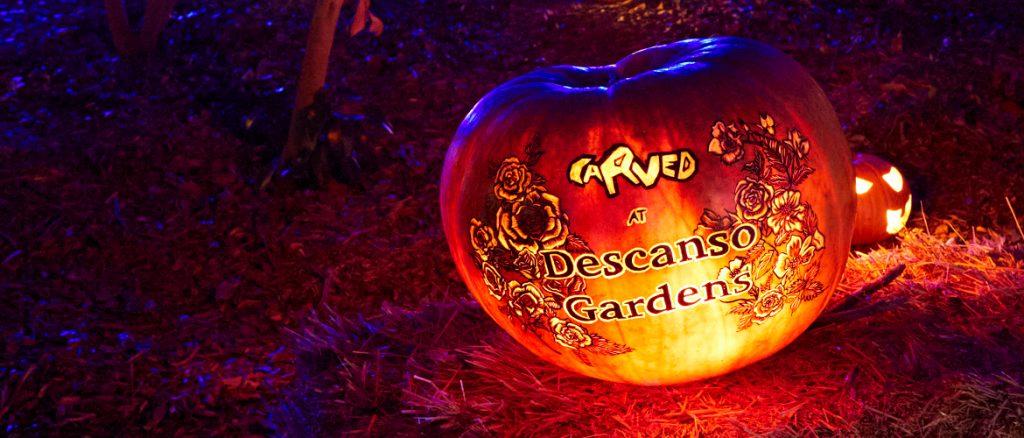 Carved Descanso Gardens, halloween à Los Angeles, citrouille illuminée